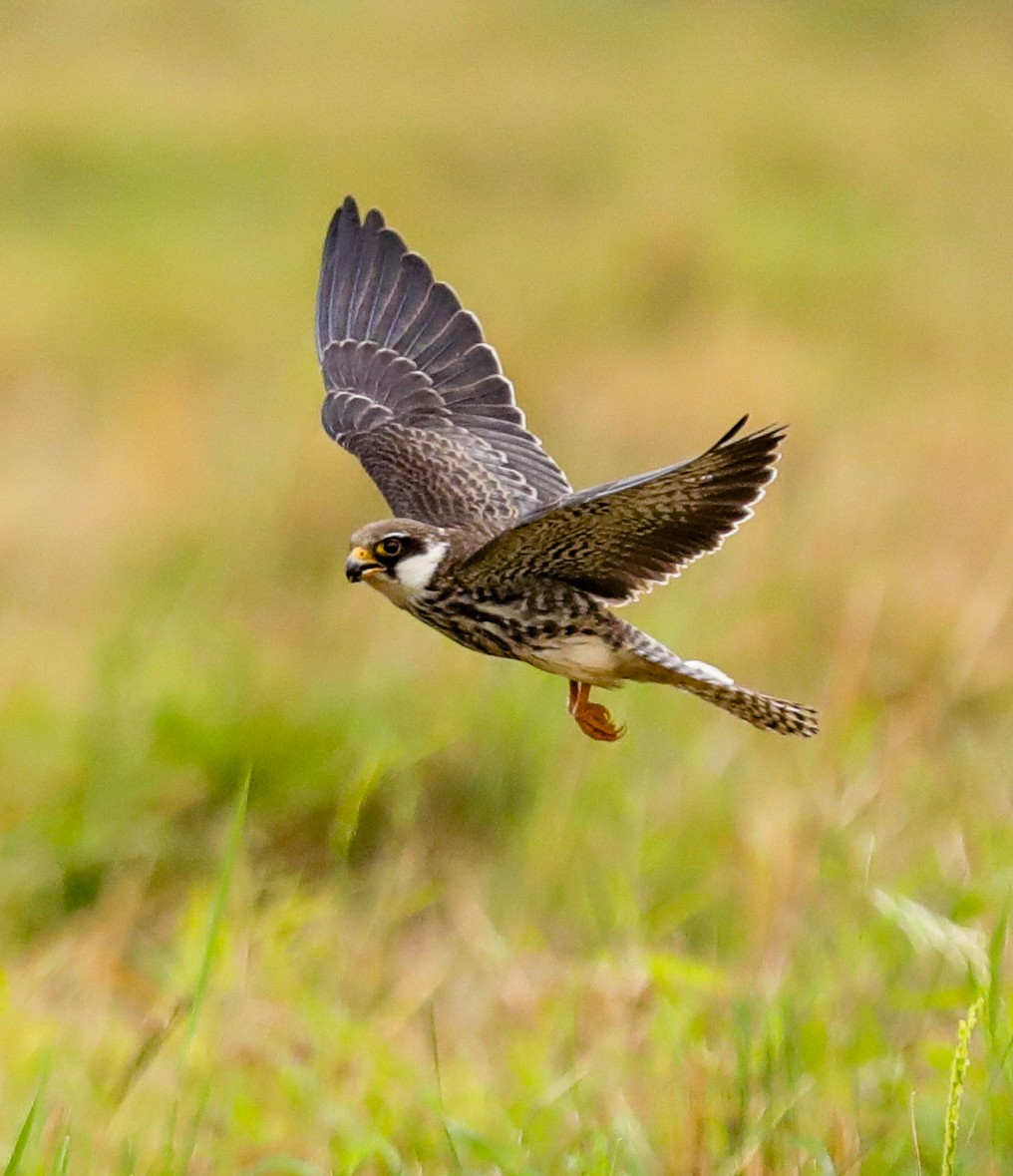 Amur Falcon - ML647119159