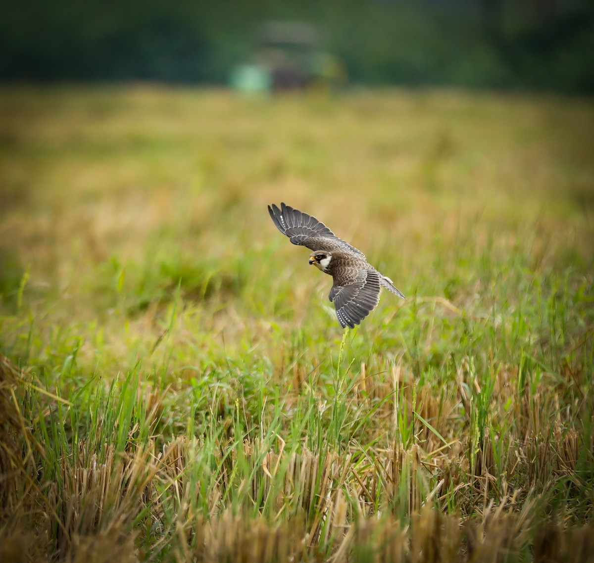 Amur Falcon - ML647119160