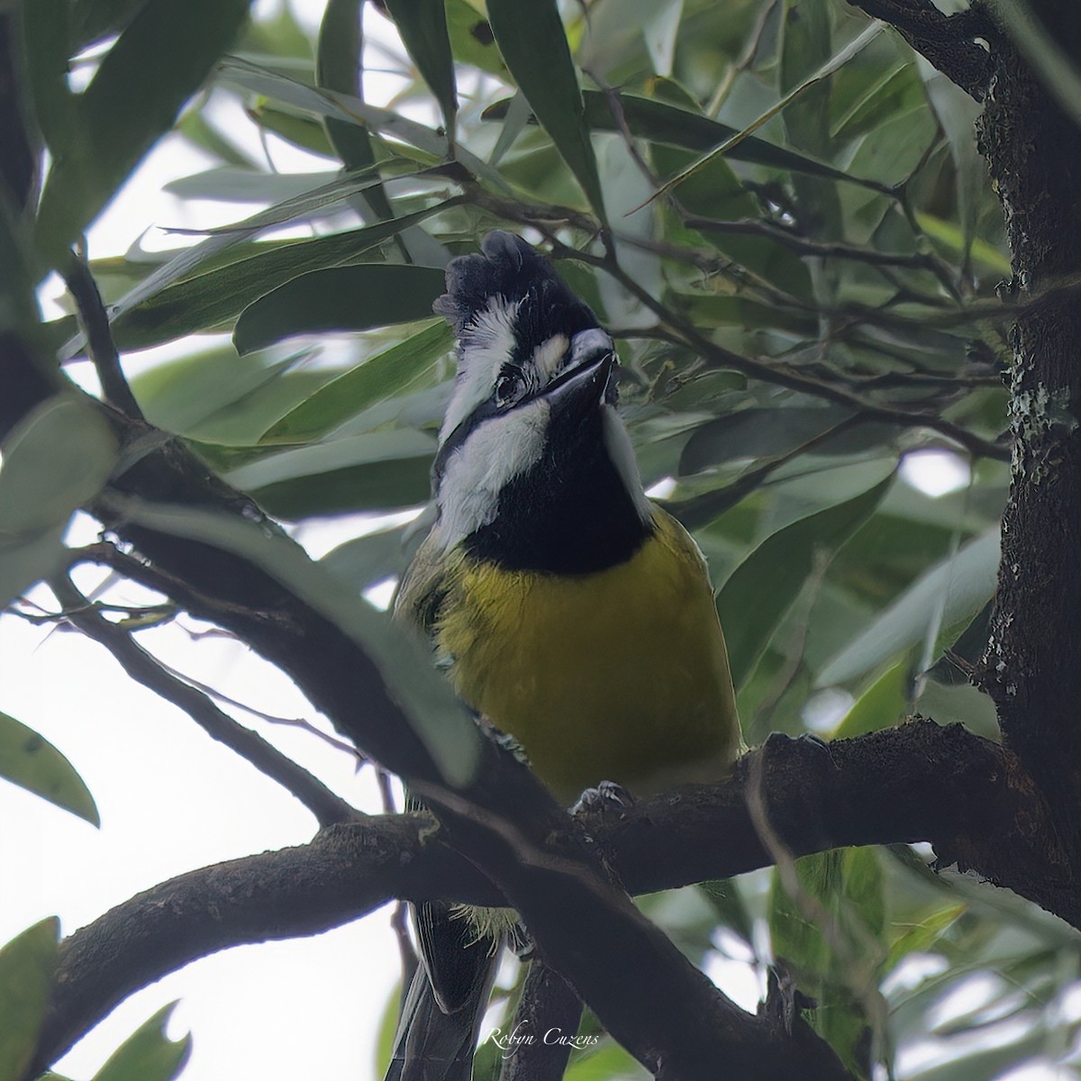 Eastern Shrike-tit - ML647119167