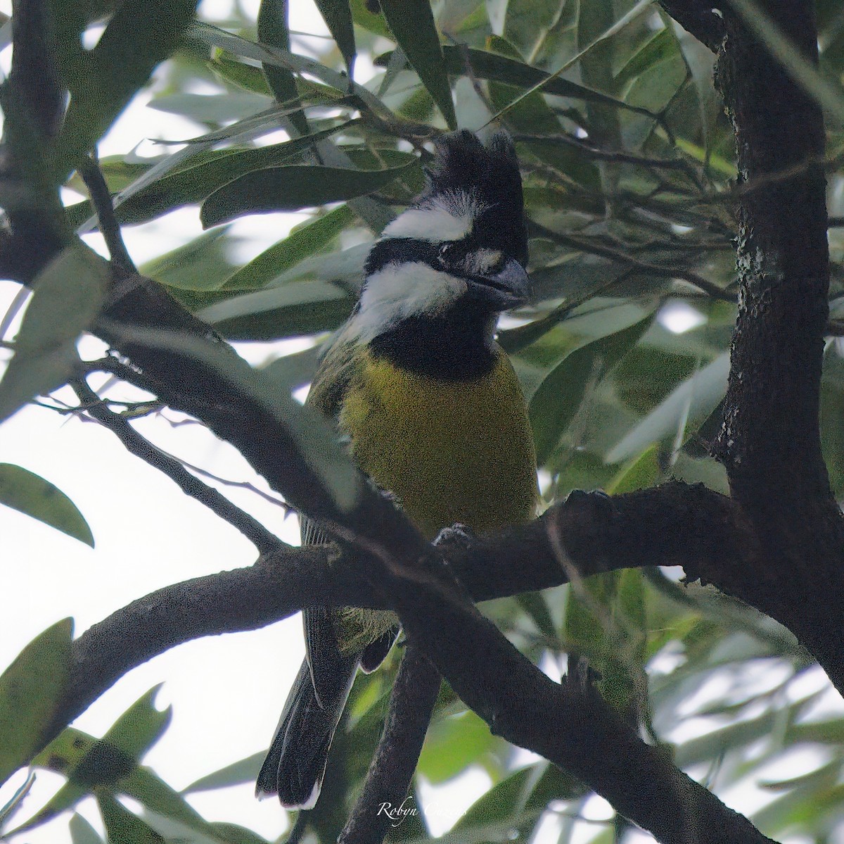 Eastern Shrike-tit - ML647119168