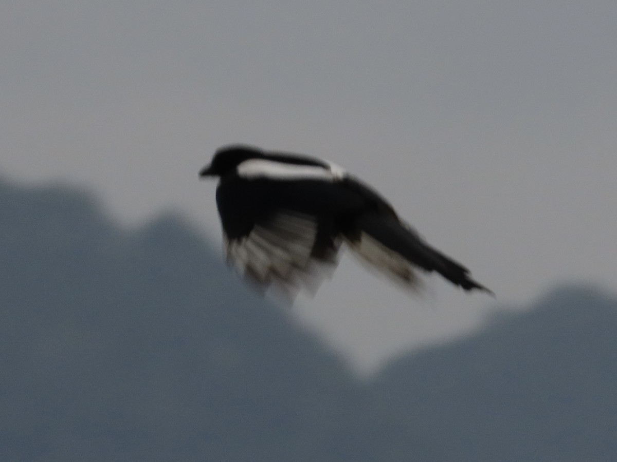 orientskjære - ML647119198