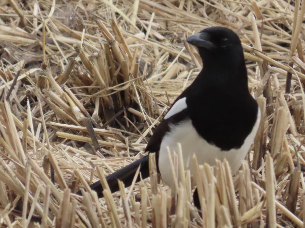 orientskjære - ML647119199