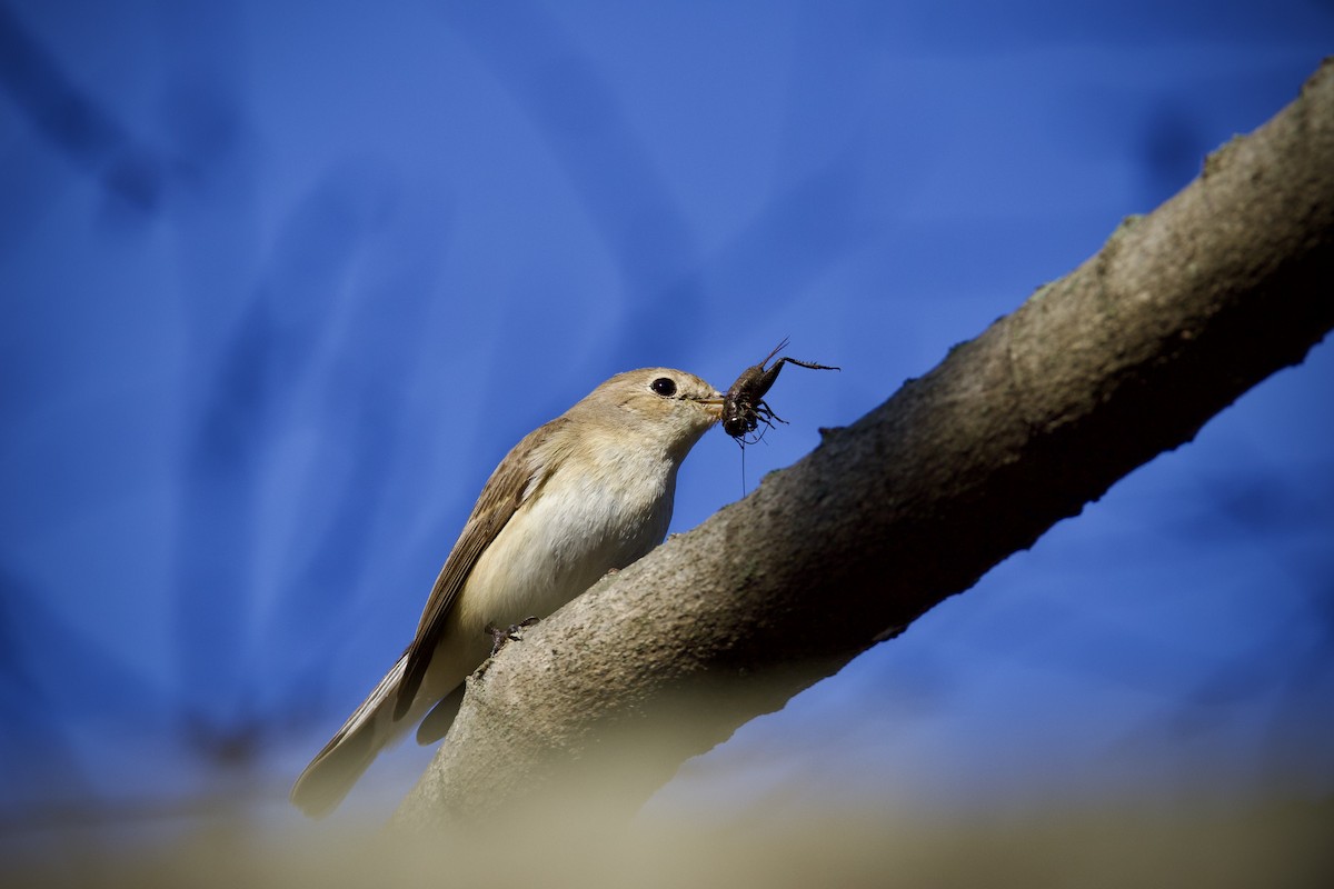 Red-breasted Flycatcher - ML647119200