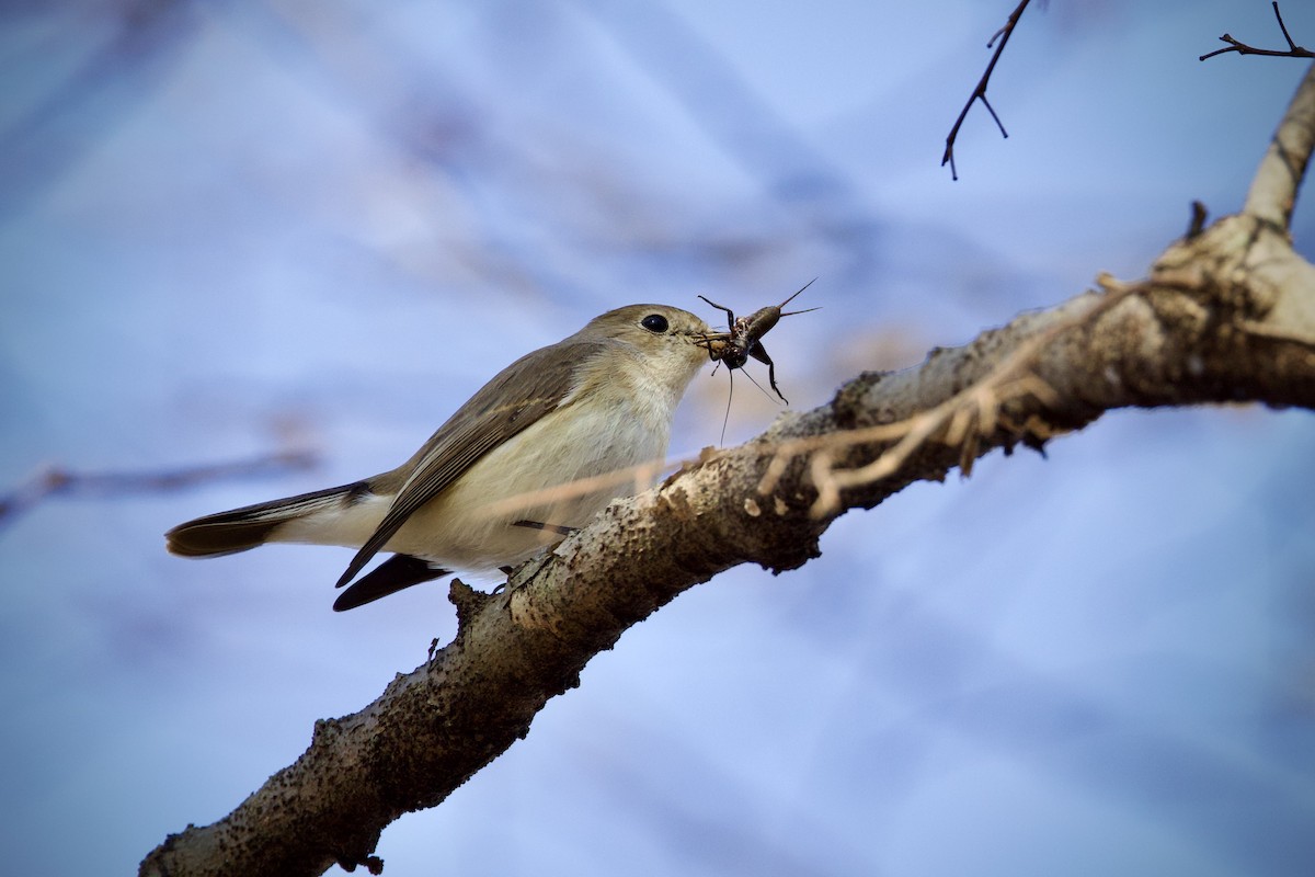 Red-breasted Flycatcher - ML647119206