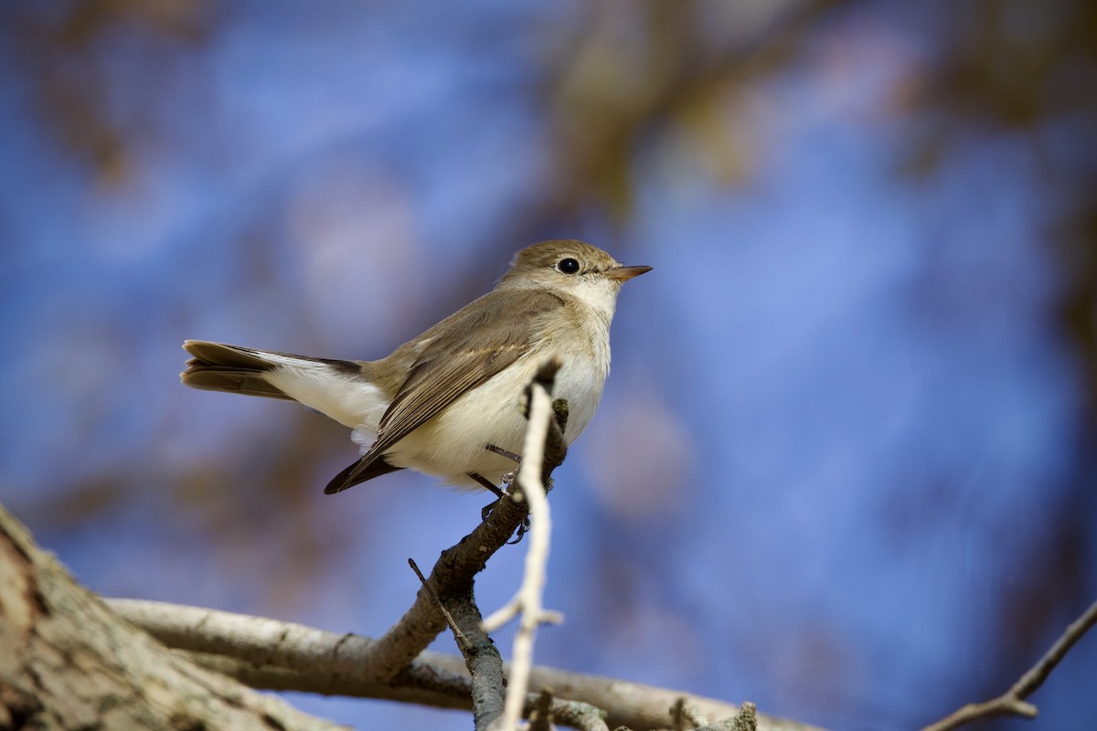 Red-breasted Flycatcher - ML647119211