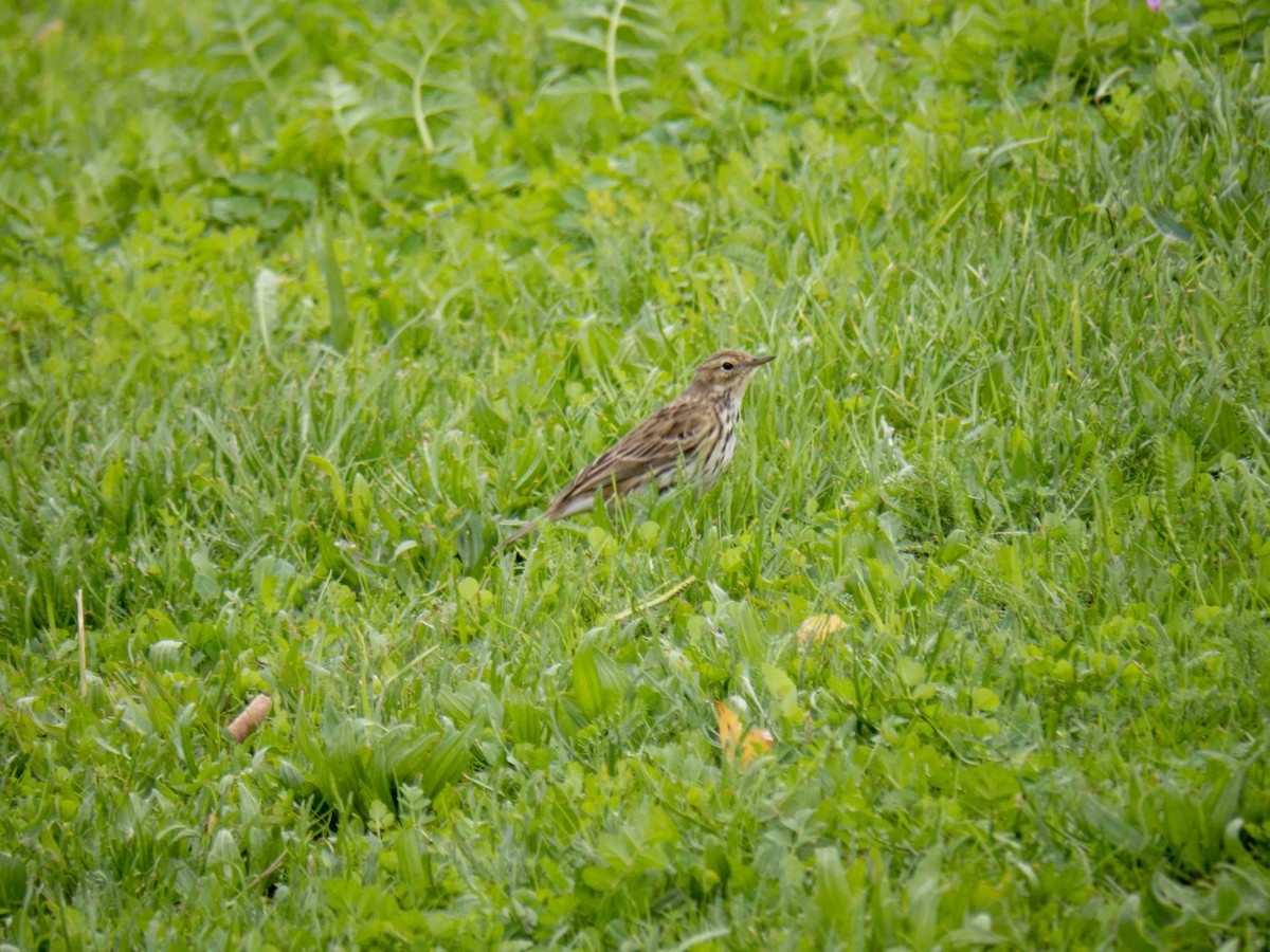 Луговой конёк - ML647119218