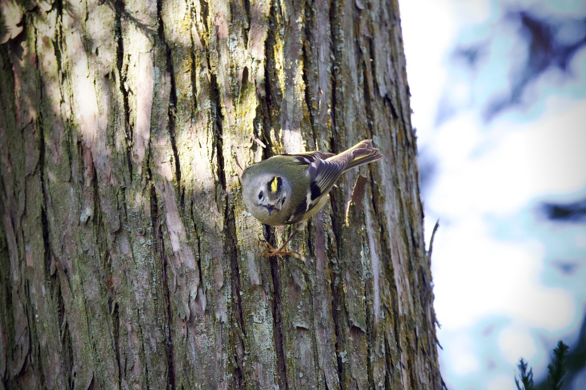 Золотомушка жовточуба - ML647119248