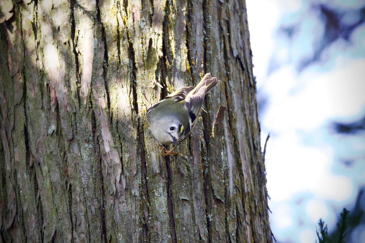 Золотомушка жовточуба - ML647119270