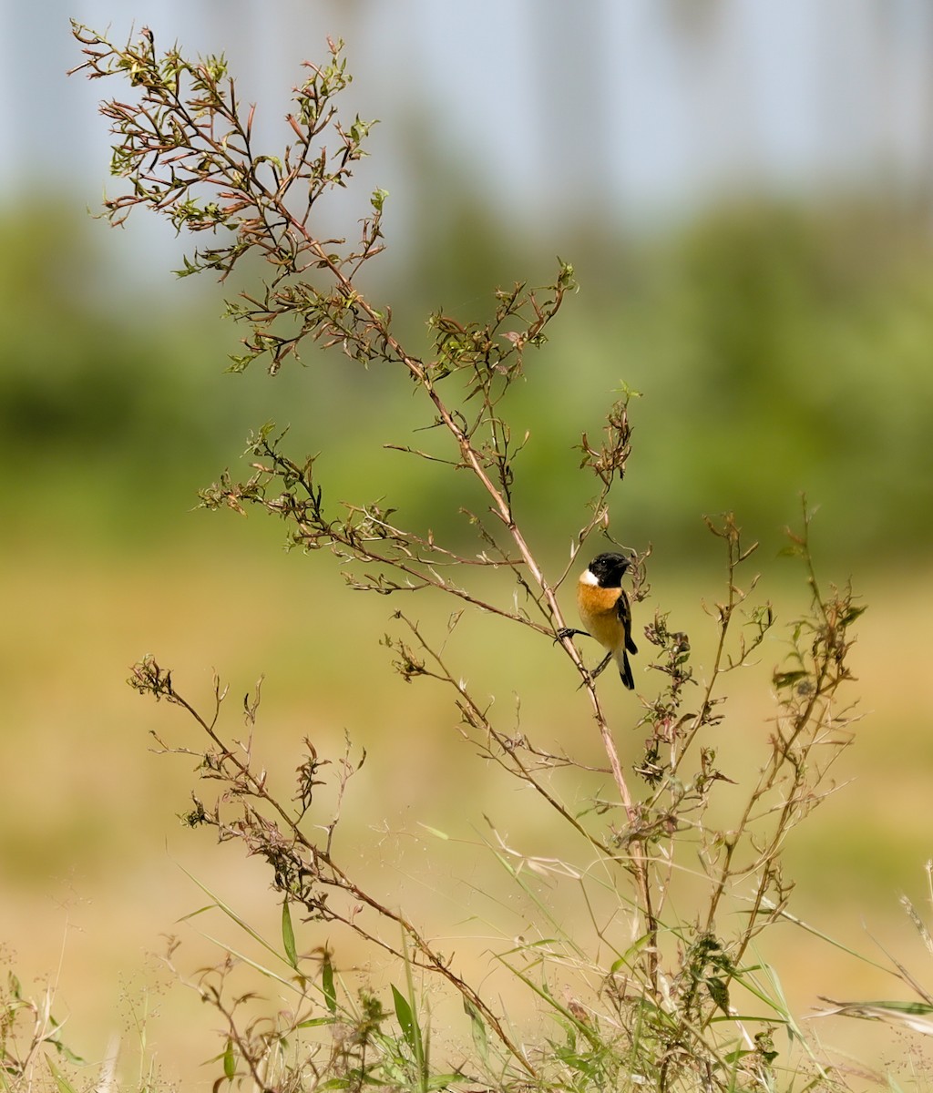 Siberian Stonechat - ML647119273