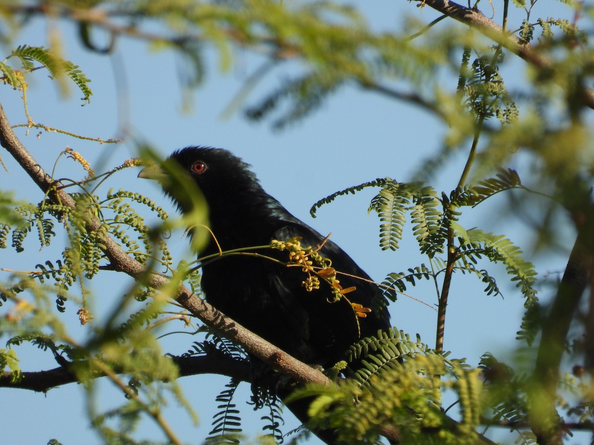 Asian Koel - ML647119289