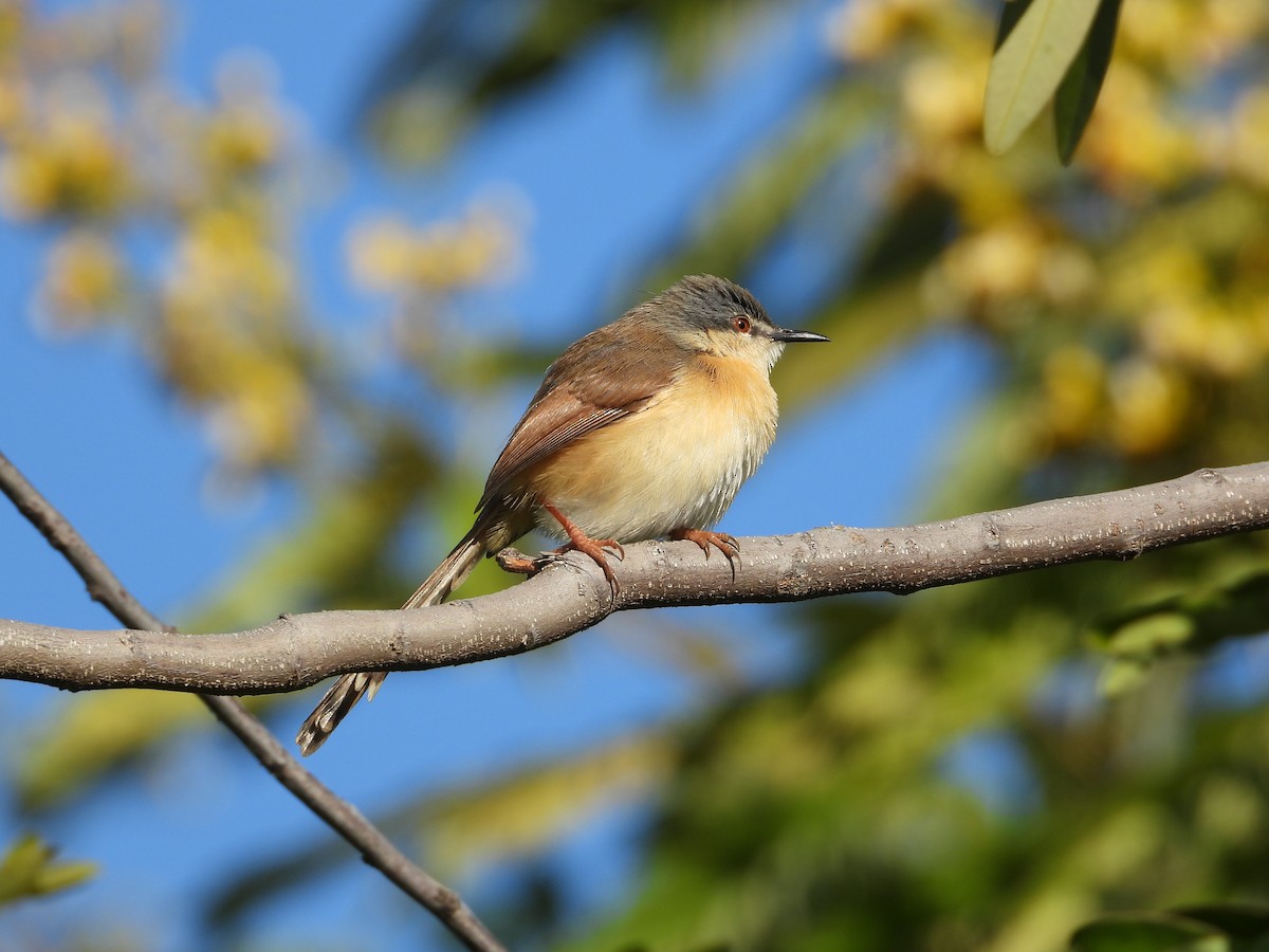 Ashy Prinia - ML647119292