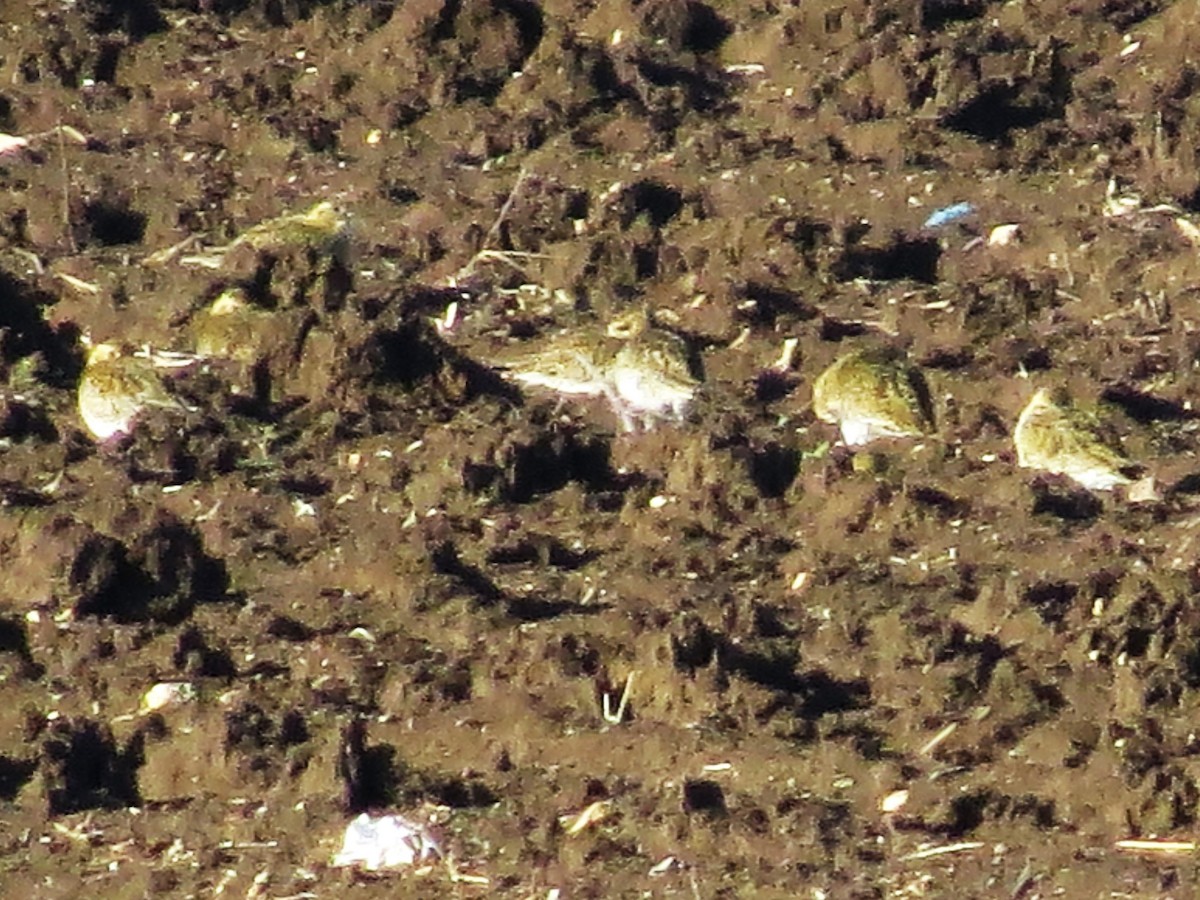 Сивка звичайна - ML647119305