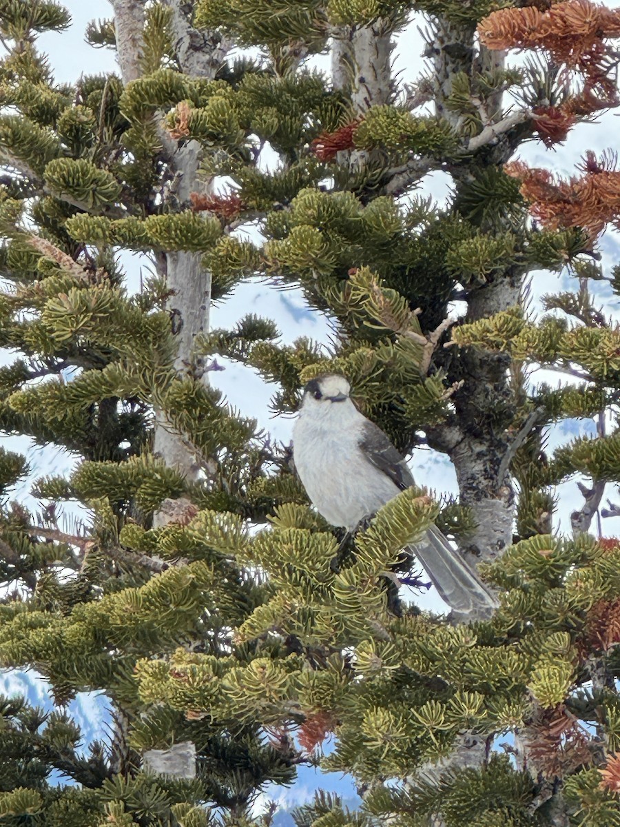 Canada Jay - ML647119307