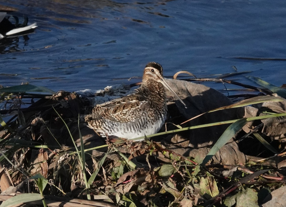 Common Snipe - ML647119321