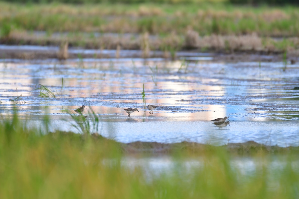 Wood Sandpiper - ML647119322