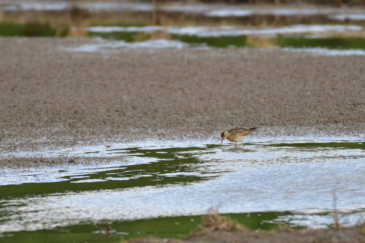 Sharp-tailed Sandpiper - ML647119324