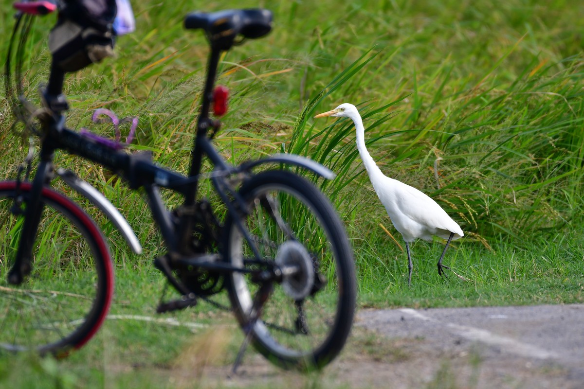 Medium Egret - ML647119325