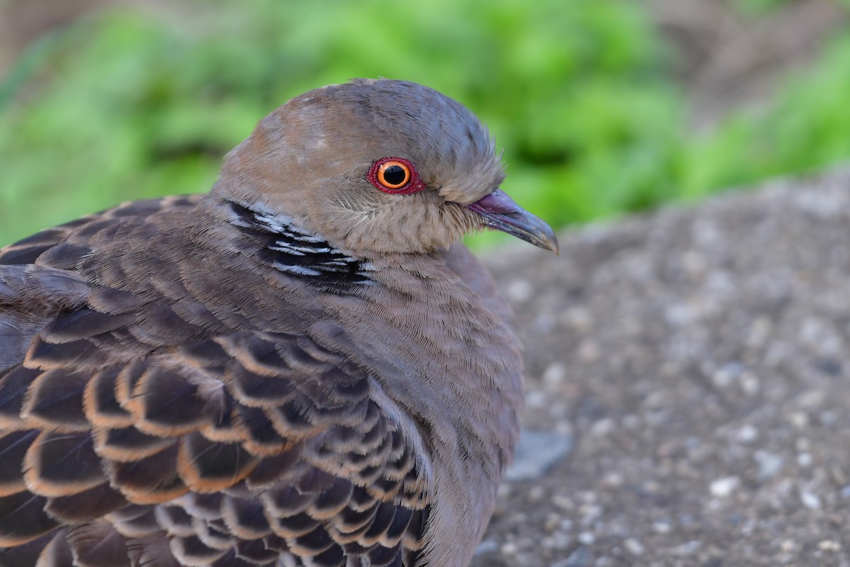 Oriental Turtle-Dove - ML647119326