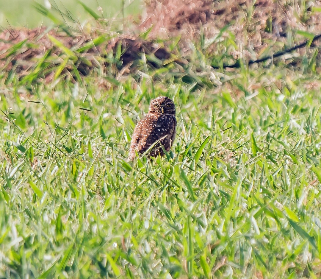 Burrowing Owl - ML647119327