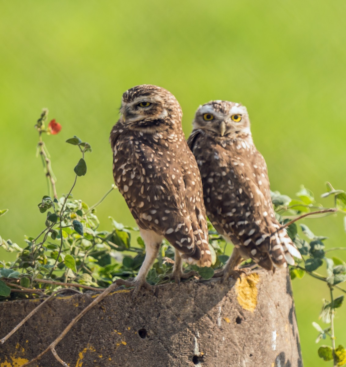 Burrowing Owl - ML647119328