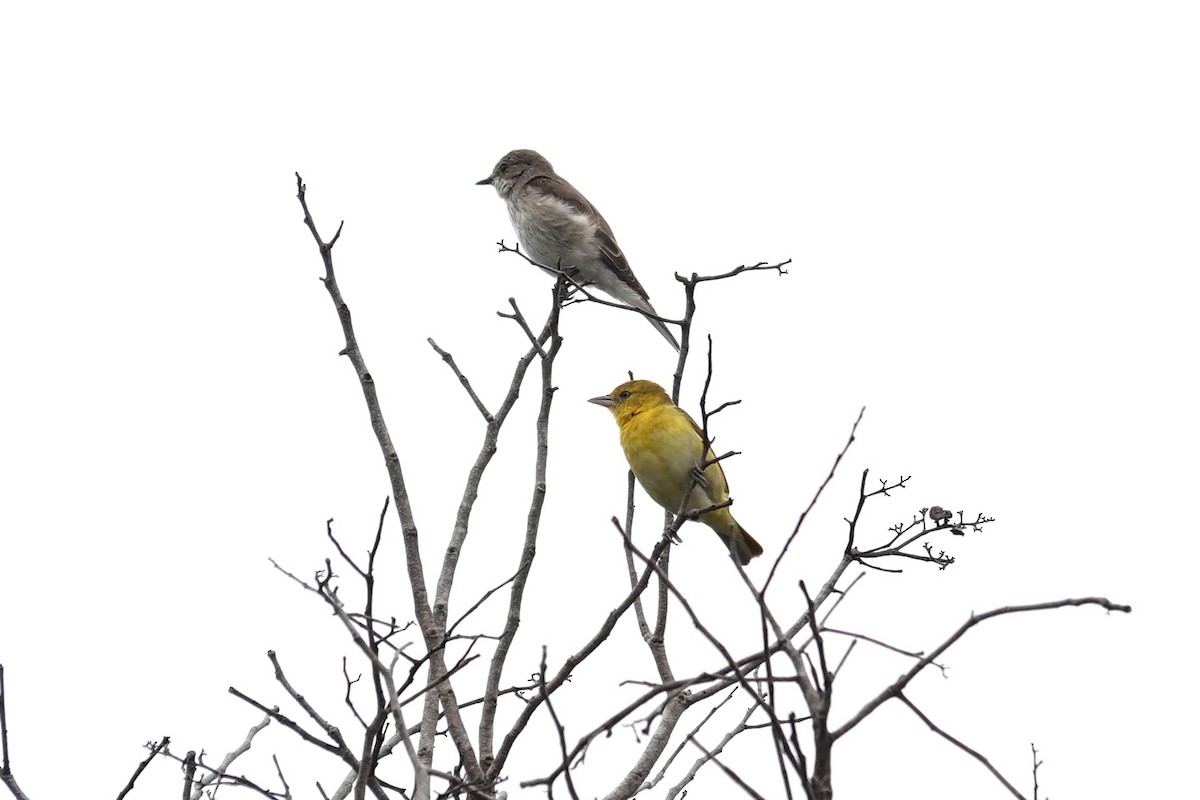 Spectacled Weaver - ML647119329