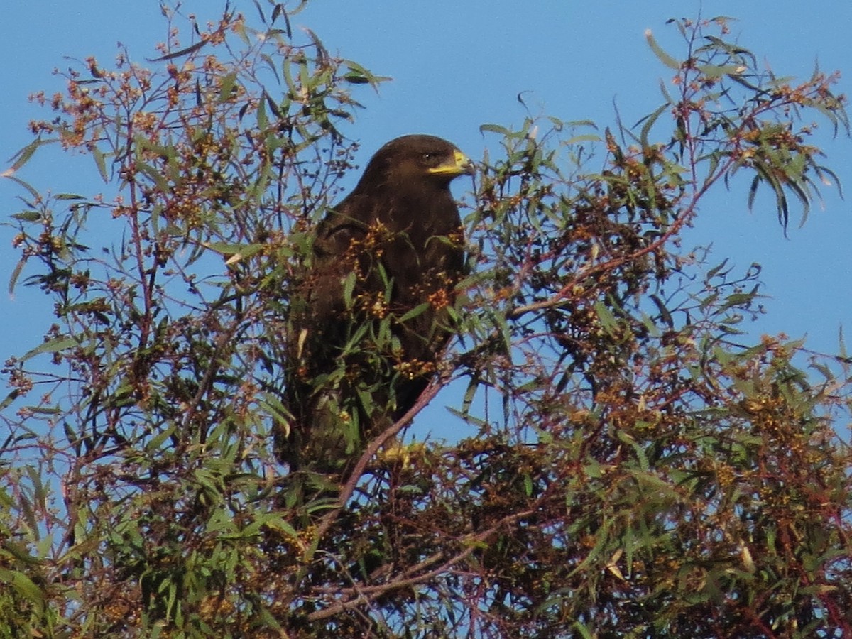 Greater Spotted Eagle - ML647119332