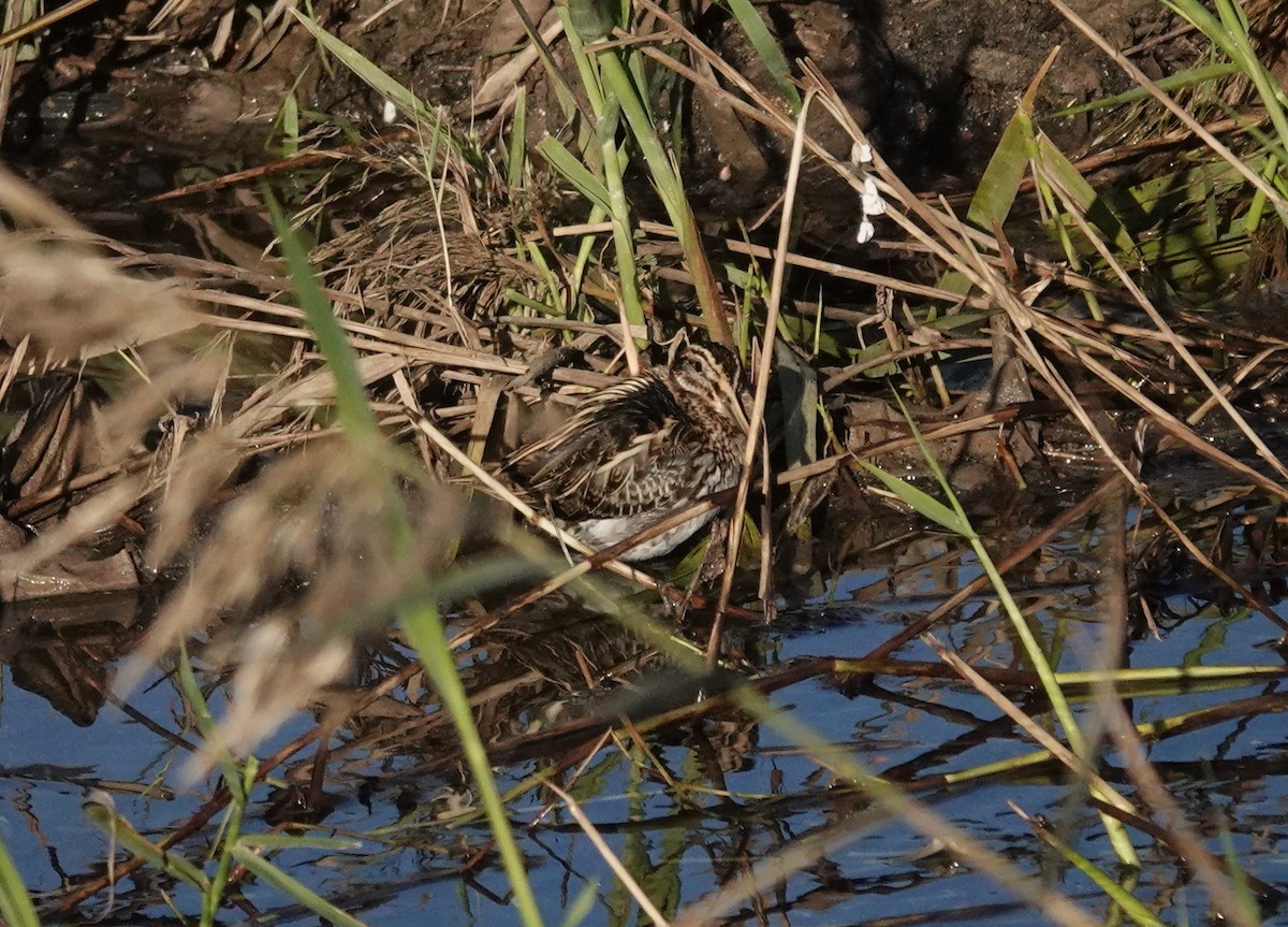 Jack Snipe - ML647119333
