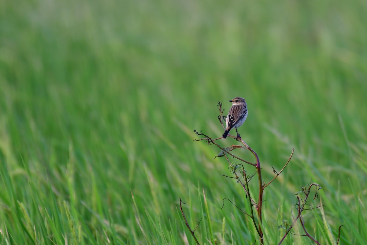 Amur Stonechat - ML647119334