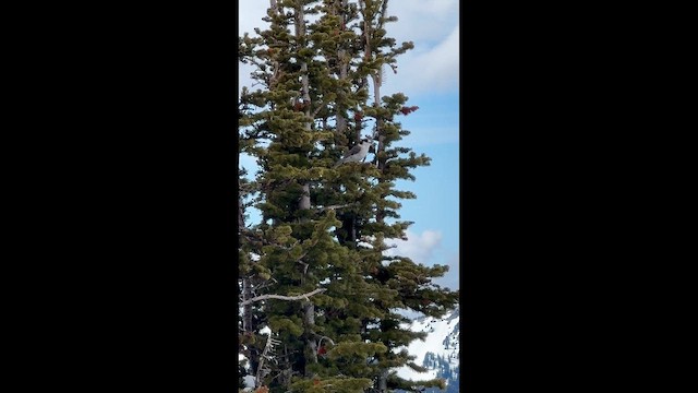 Canada Jay - ML647119336