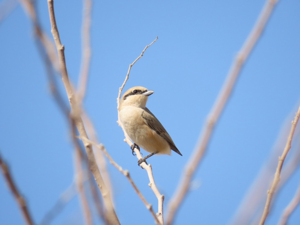 Isabellwürger - ML647119337