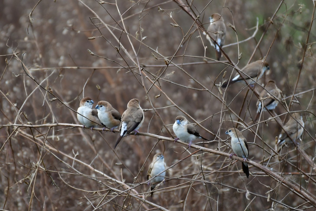 Indian Silverbill - ML647119340