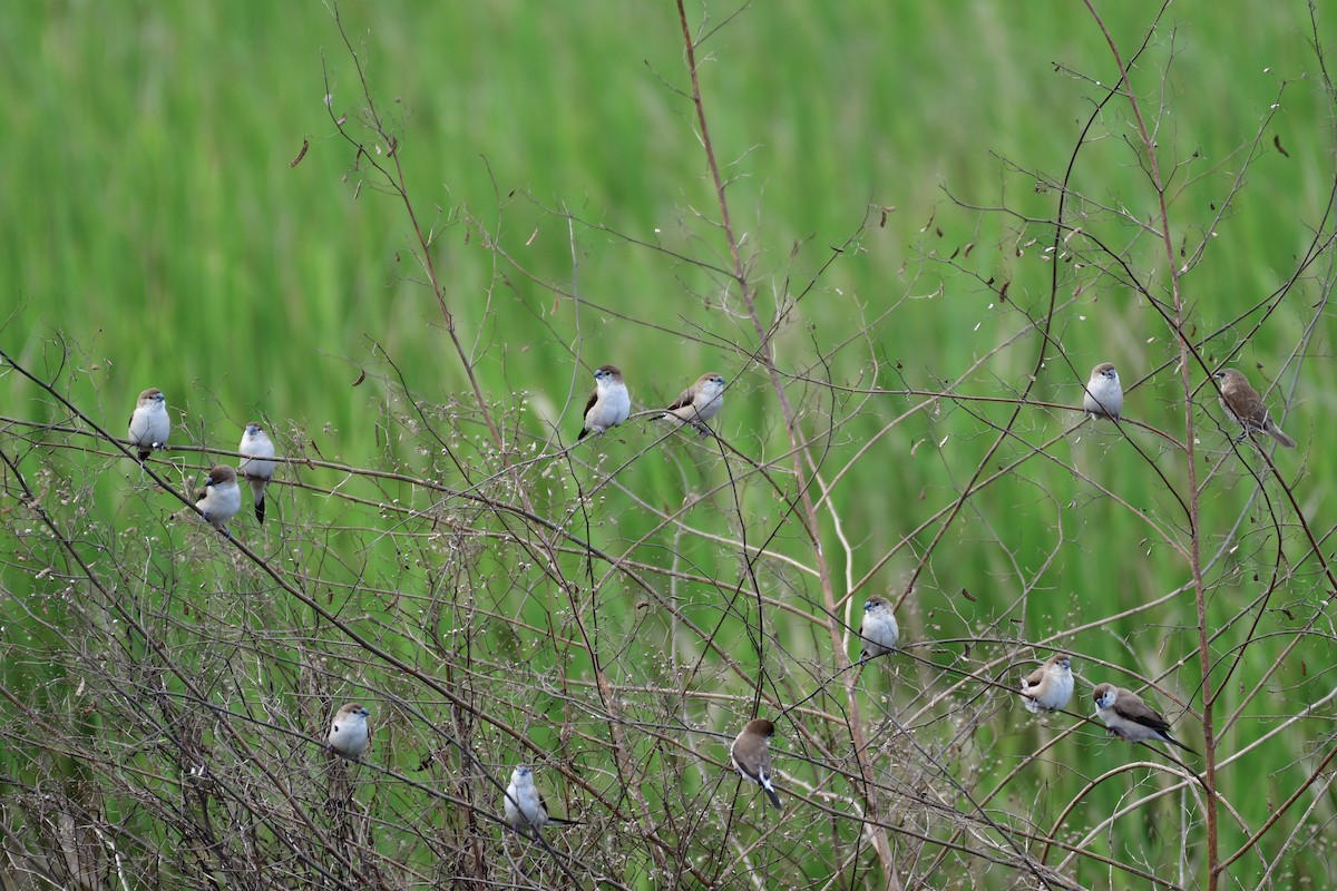 Indian Silverbill - ML647119342