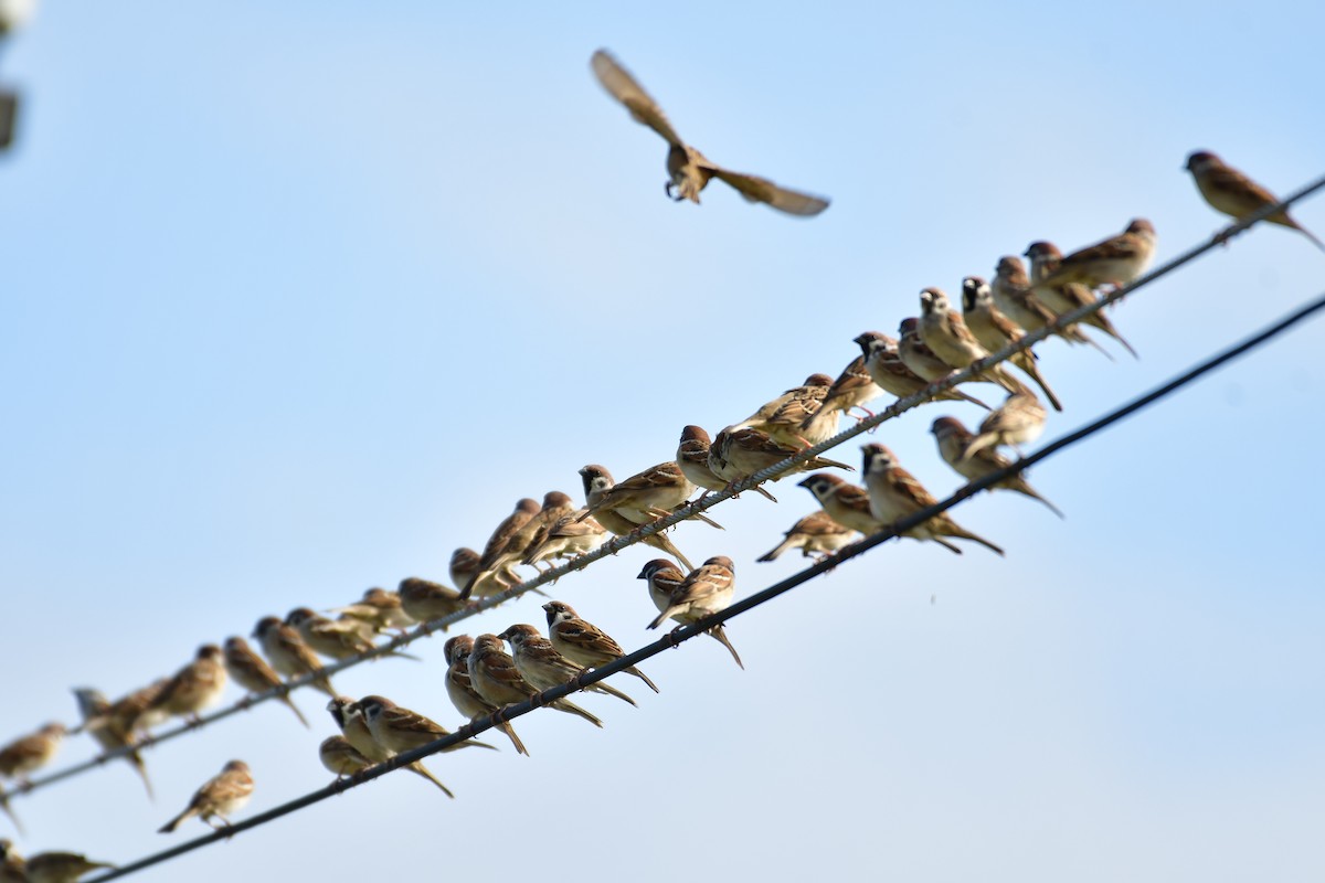 Passera mattugia - ML647119343