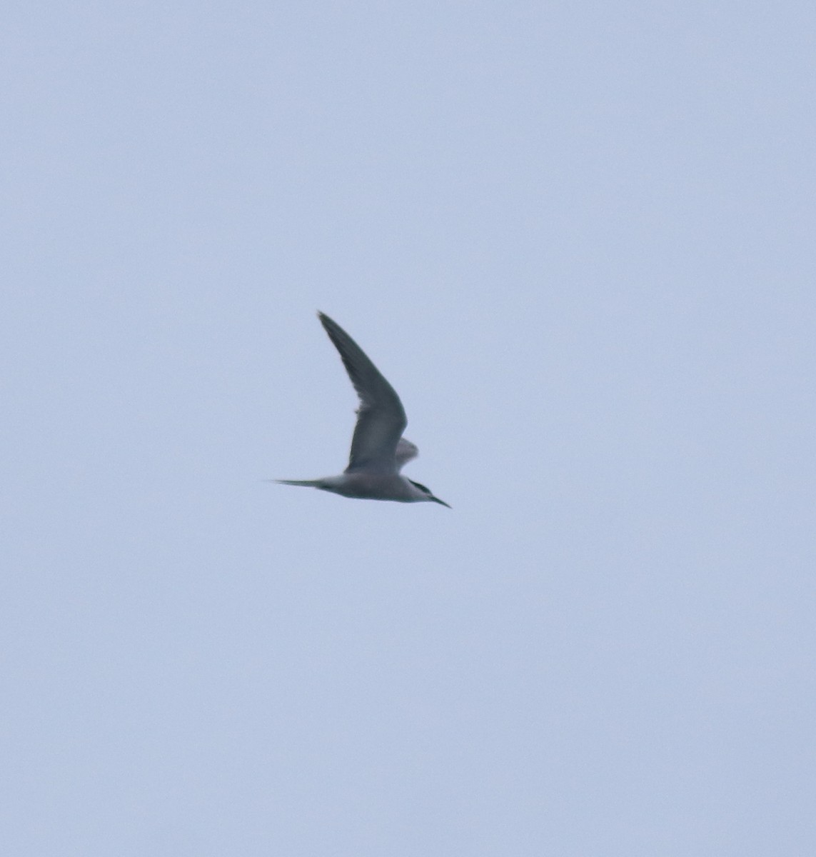 Крячок річковий - ML647119348