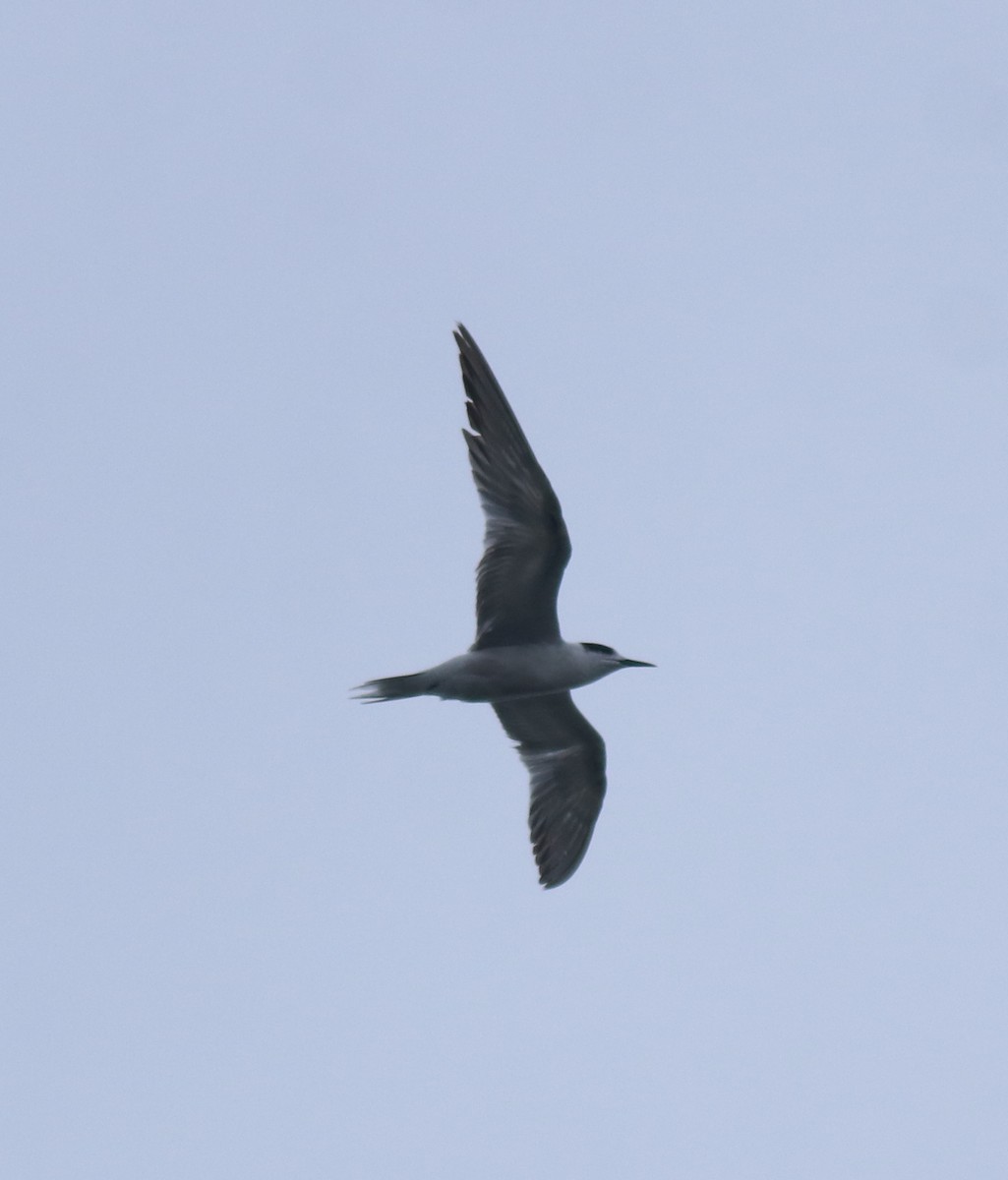 Крячок річковий - ML647119350