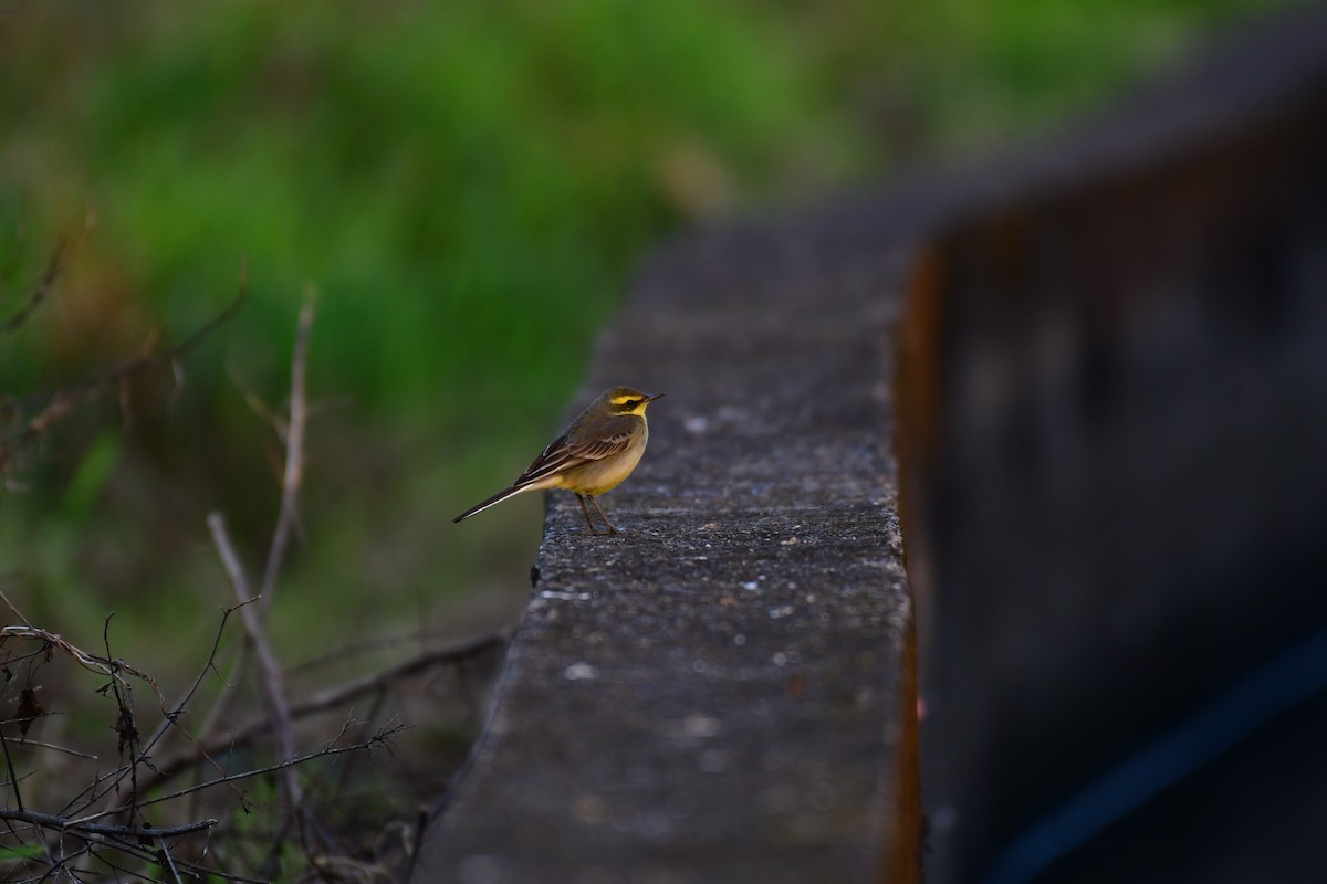 Eastern Yellow Wagtail - ML647119355