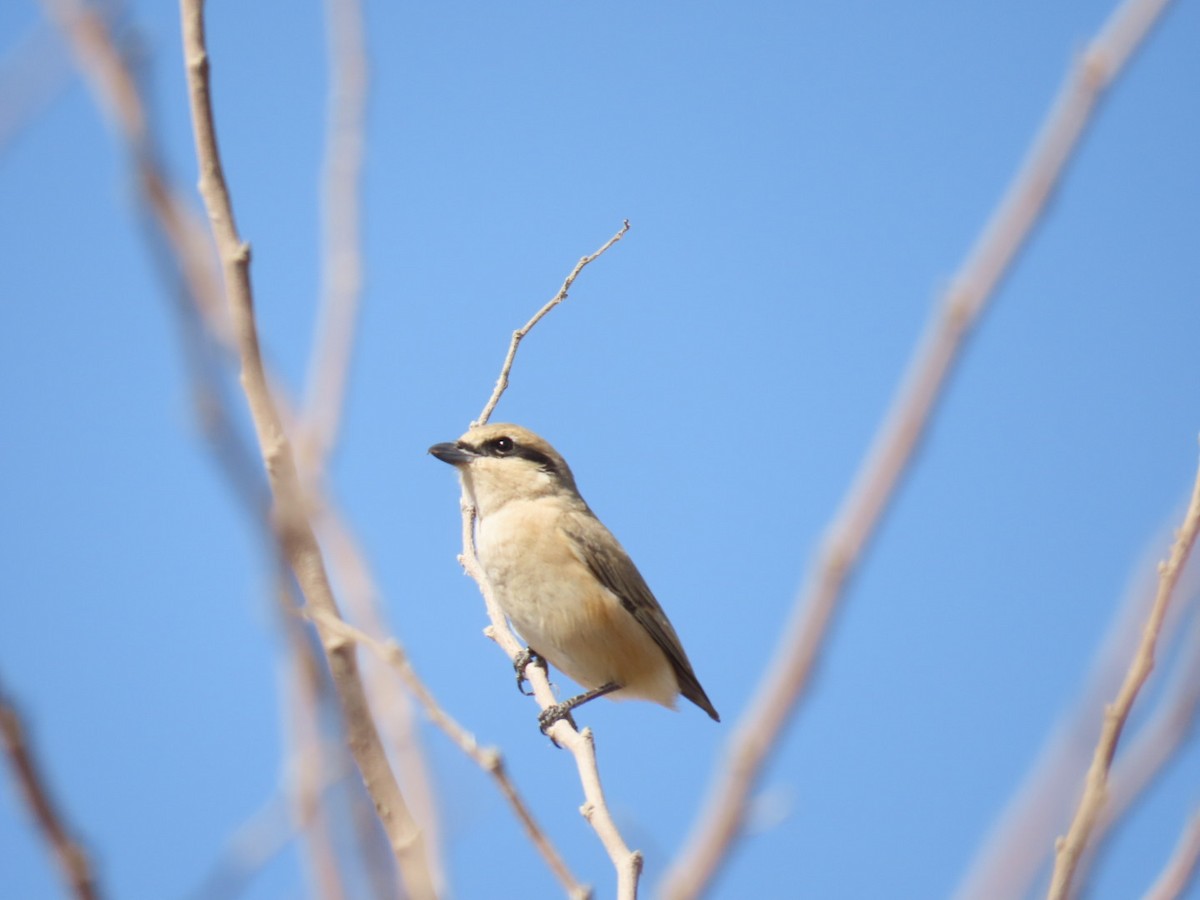 Isabellwürger - ML647119356