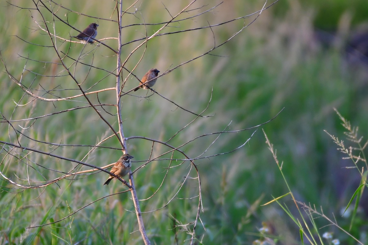 Chestnut-eared Bunting - ML647119357