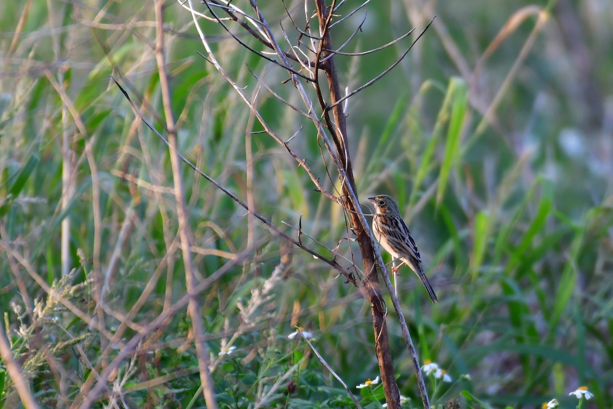 Chestnut-eared Bunting - ML647119358