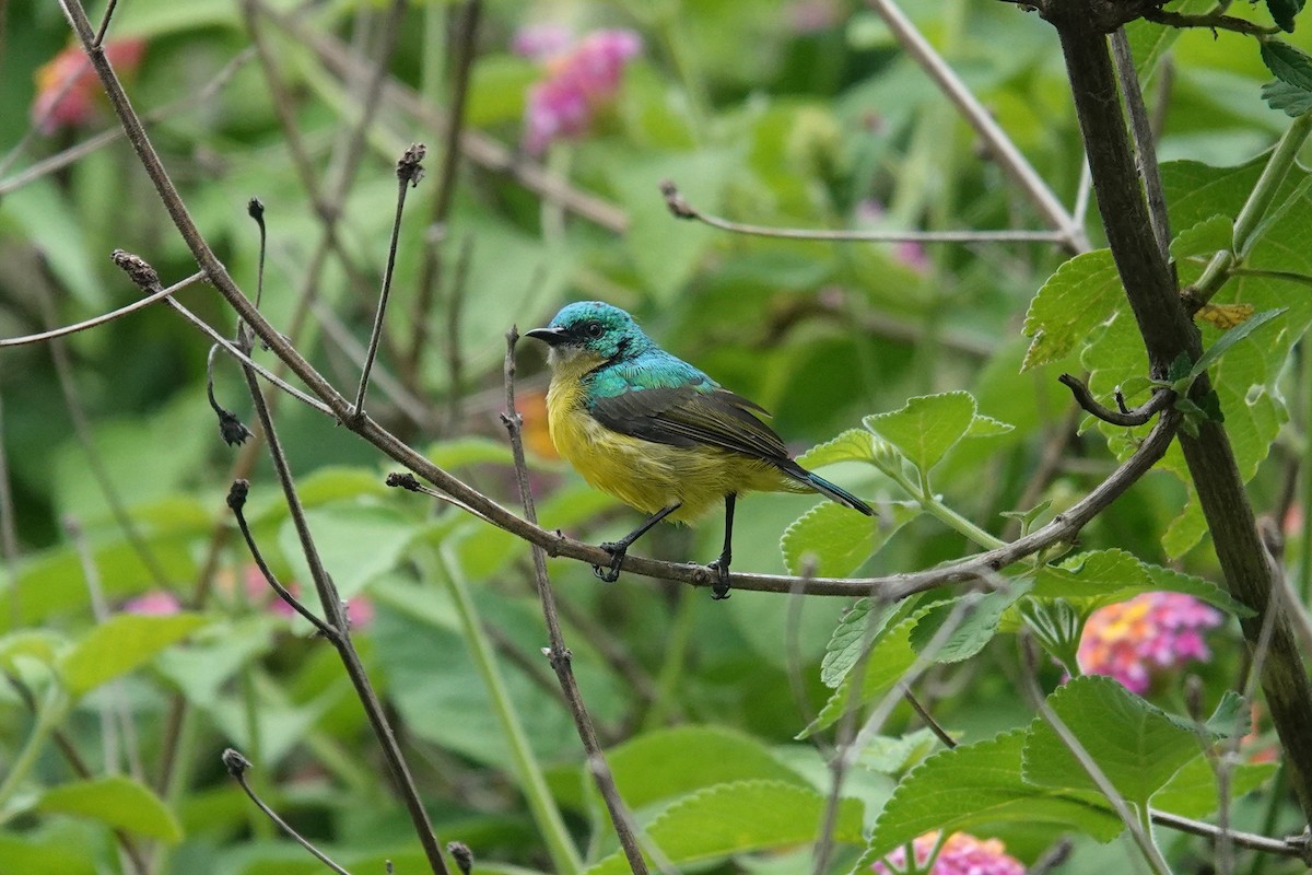 Collared Sunbird - ML647119362