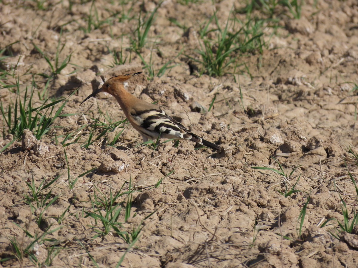 Common Hoopoe - ML647119363