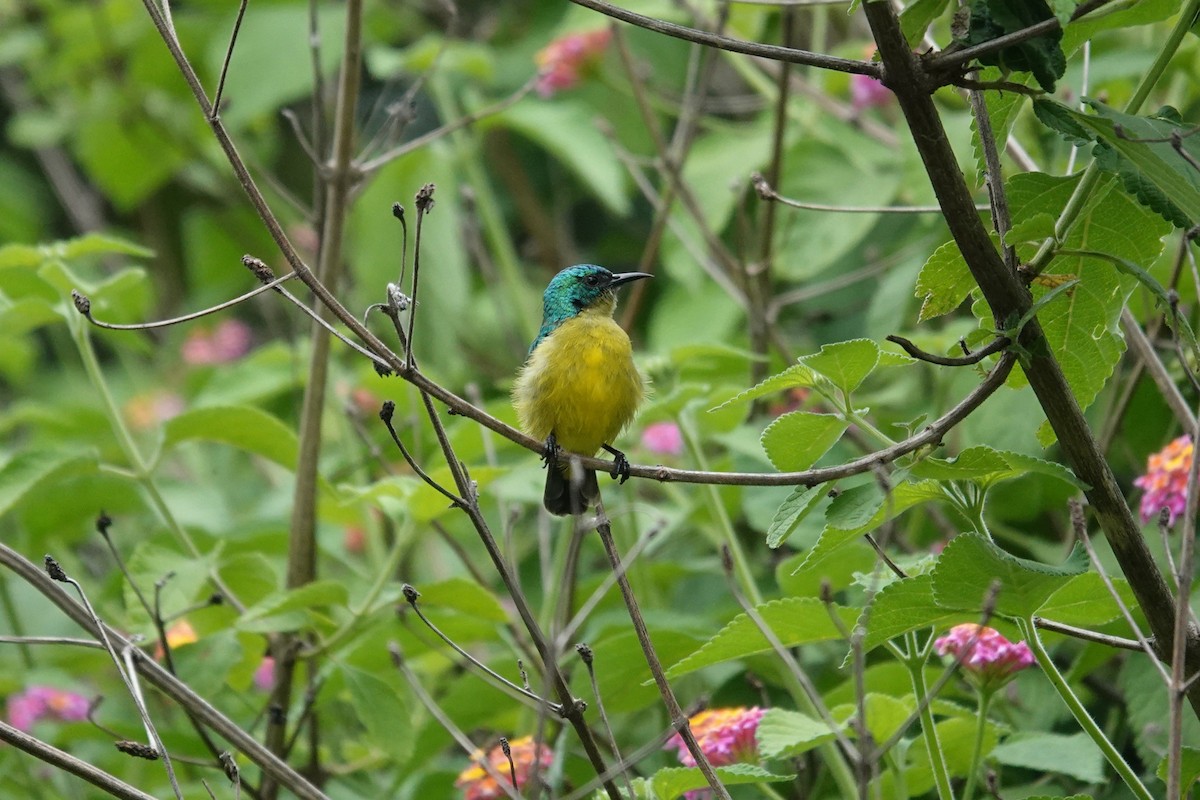 Collared Sunbird - ML647119364