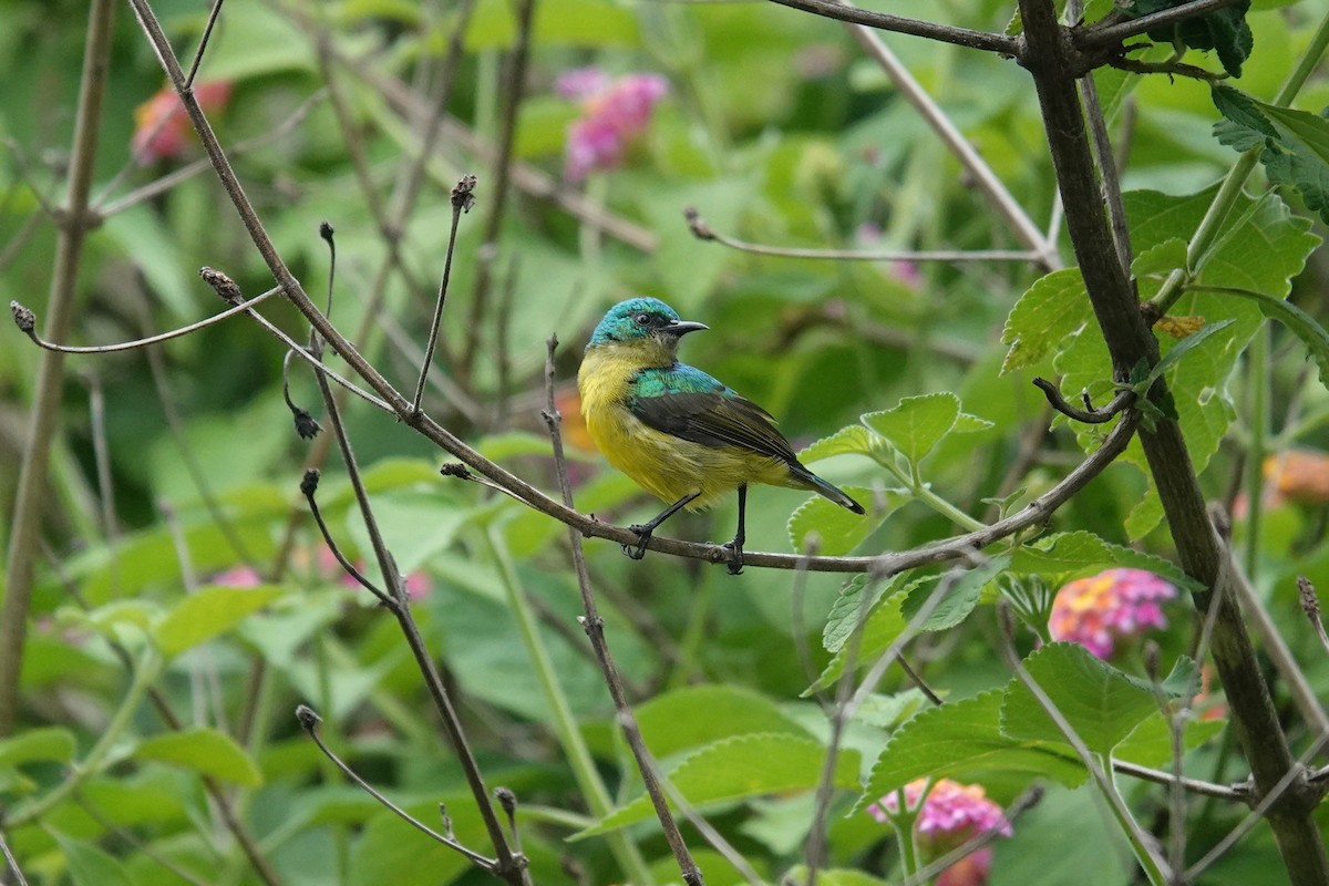 Collared Sunbird - ML647119365