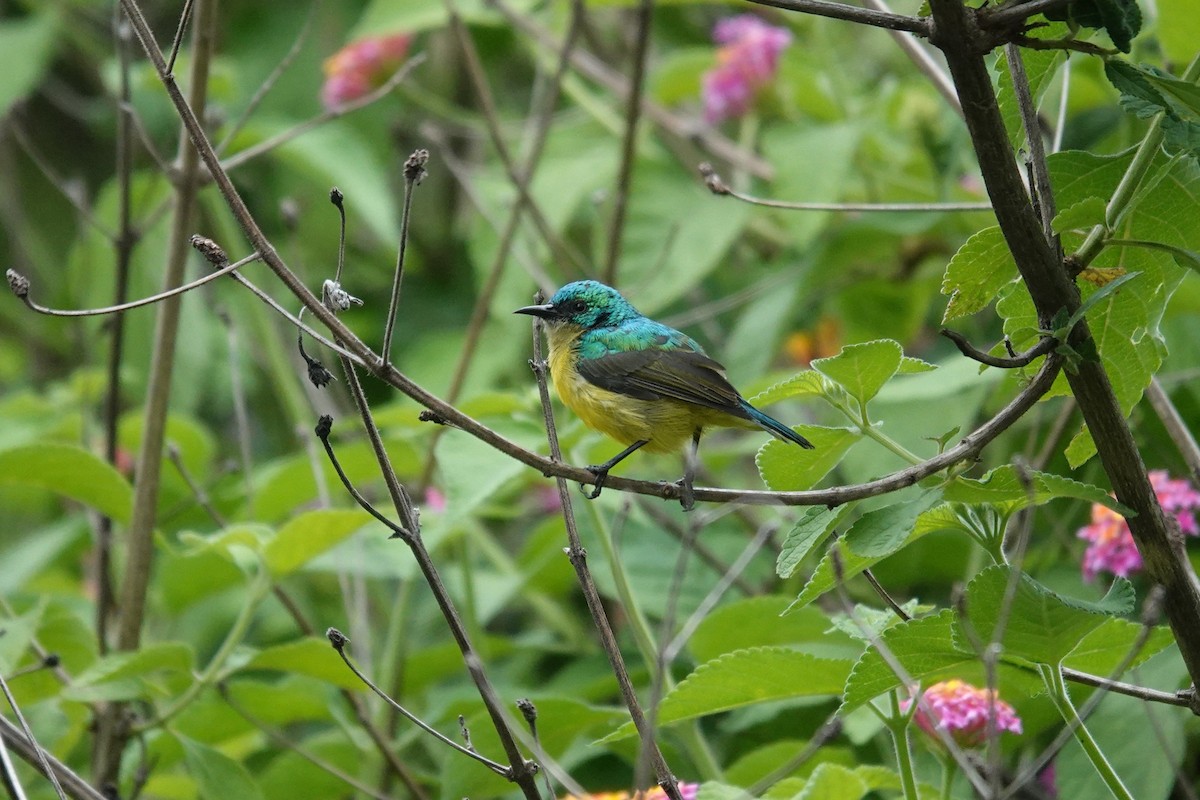 Collared Sunbird - ML647119366