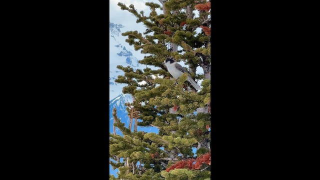 Canada Jay - ML647119367