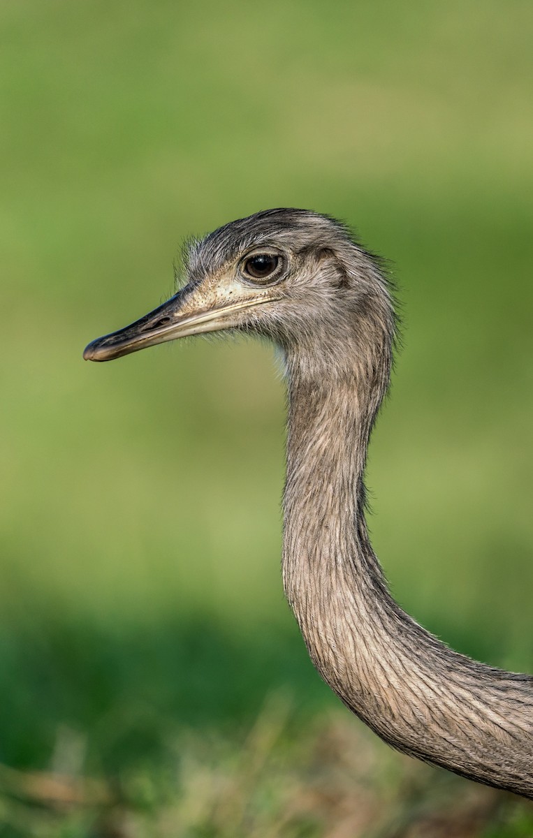 nandu pampový - ML647119369