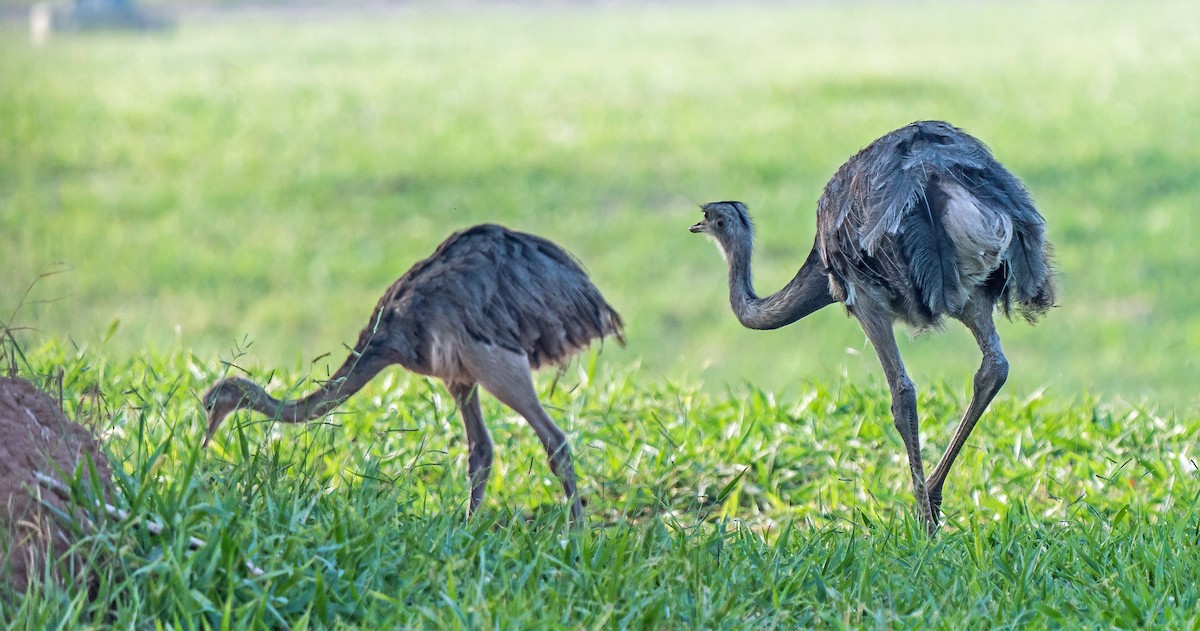 nandu pampový - ML647119370