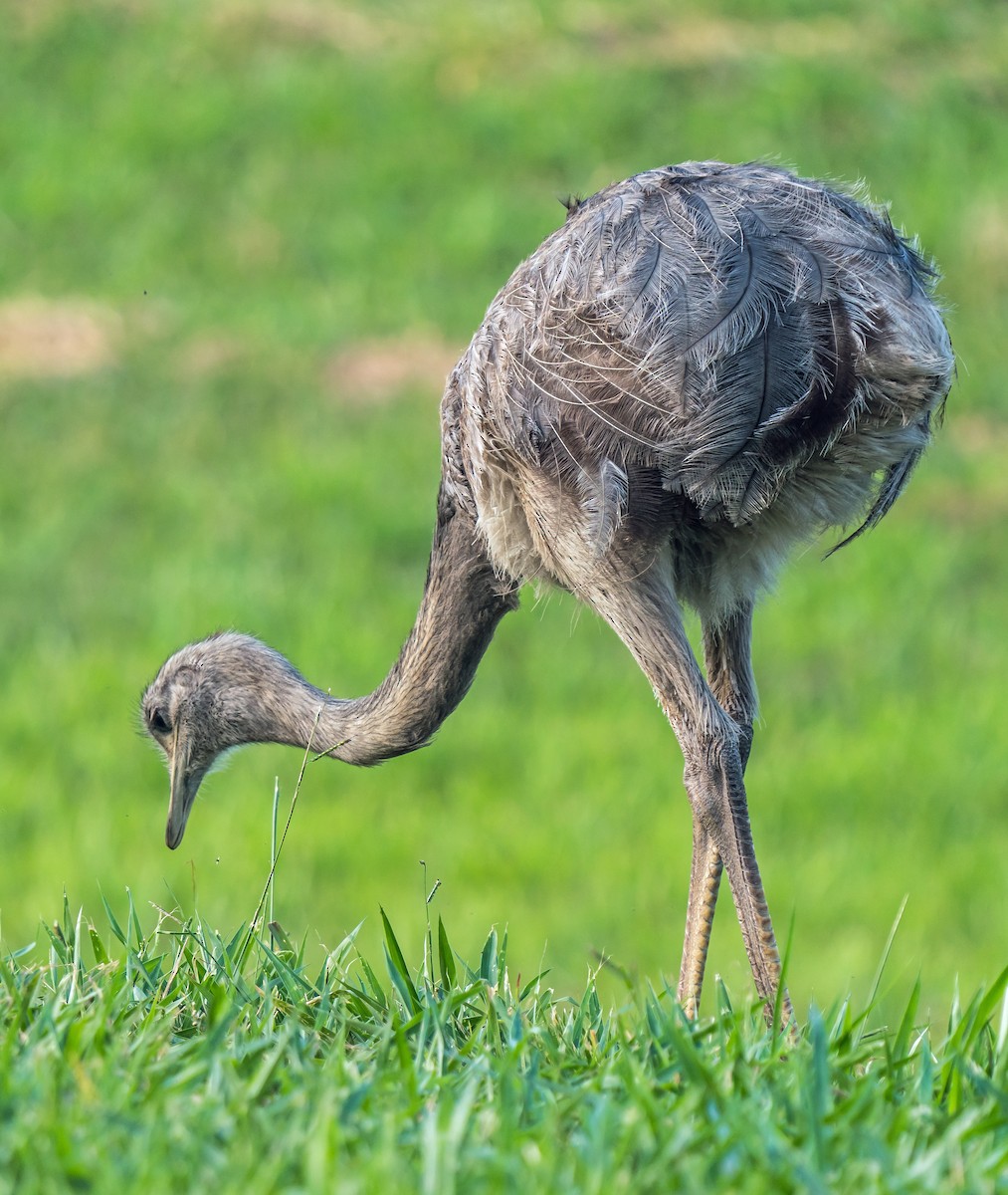 nandu pampový - ML647119371