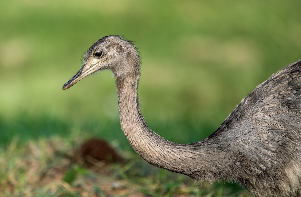 nandu pampový - ML647119372