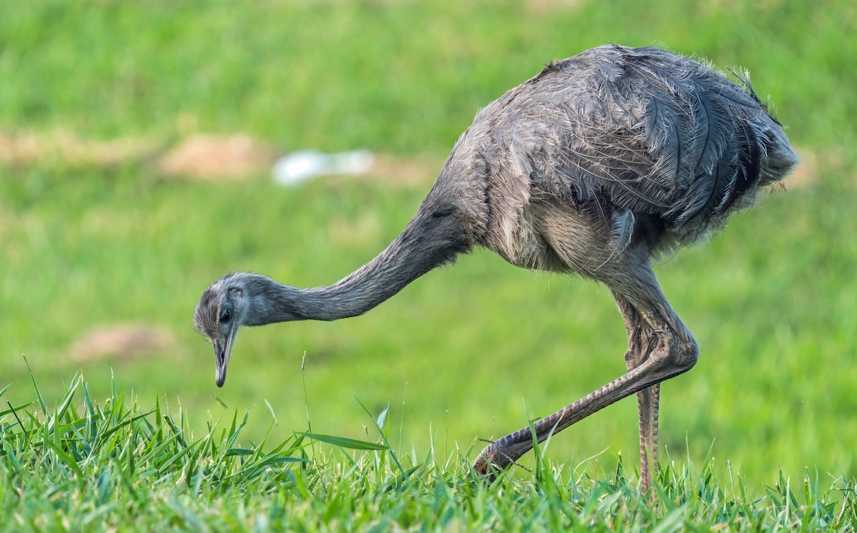 nandu pampový - ML647119373